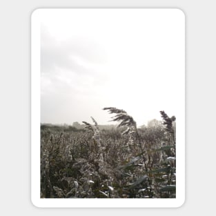 Fishbourne Reeds - a windy day on the coast near Chichester, Sussex, UK Sticker